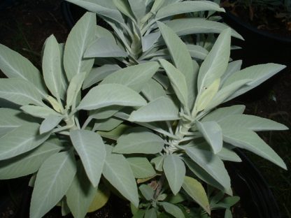 Witte Salie, salvia apina, 25 gram - Afbeelding 3